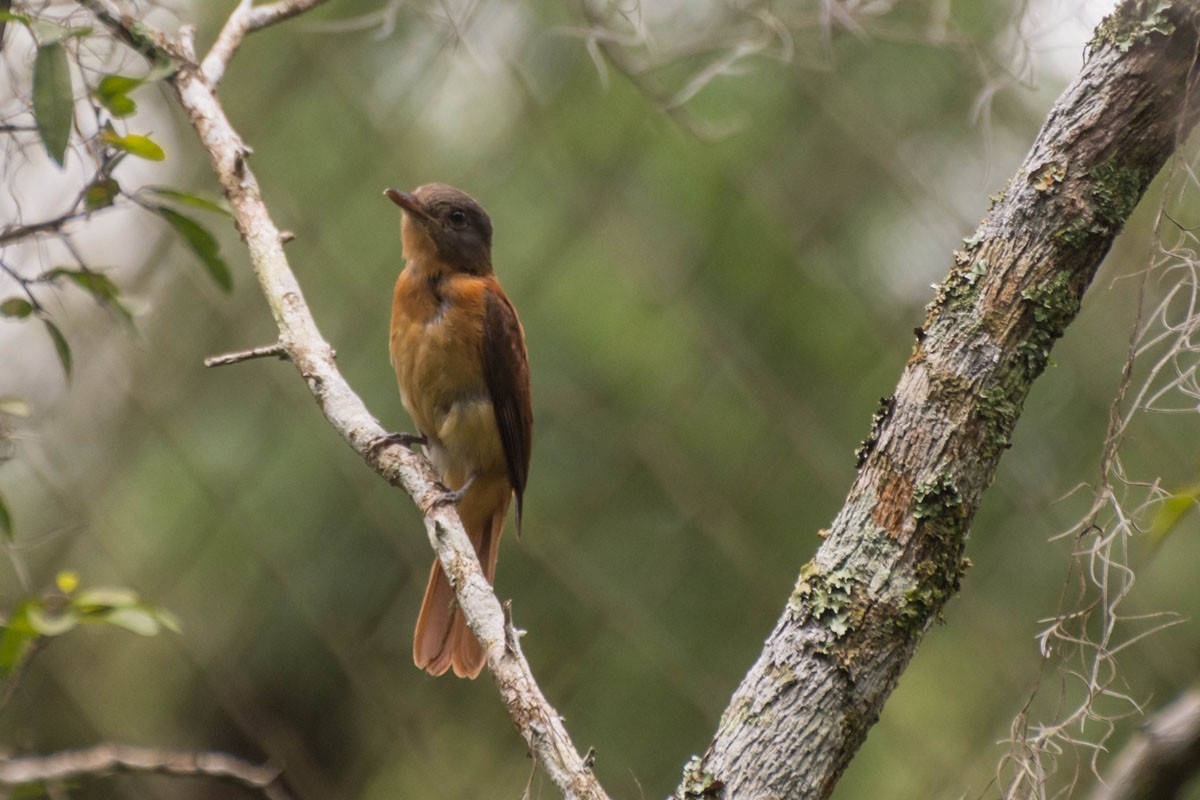 Rufous-tailed Attila - ML90950361