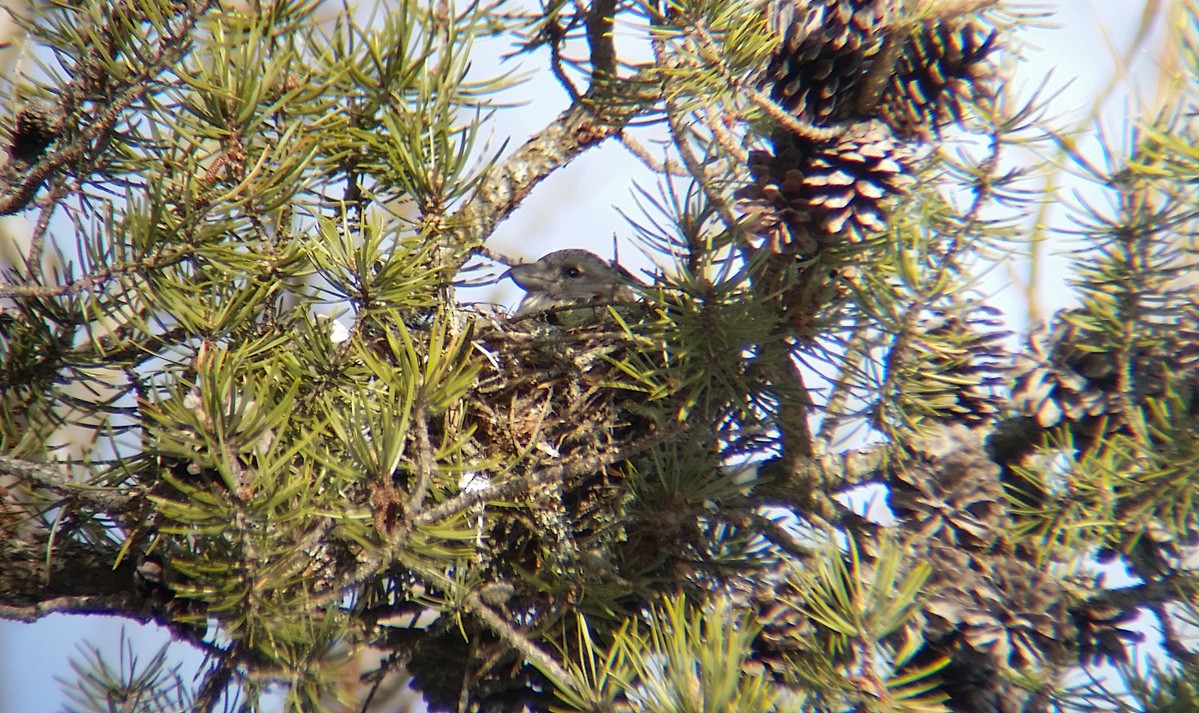 Red Crossbill (Ponderosa Pine or type 2) - Ryan Brady