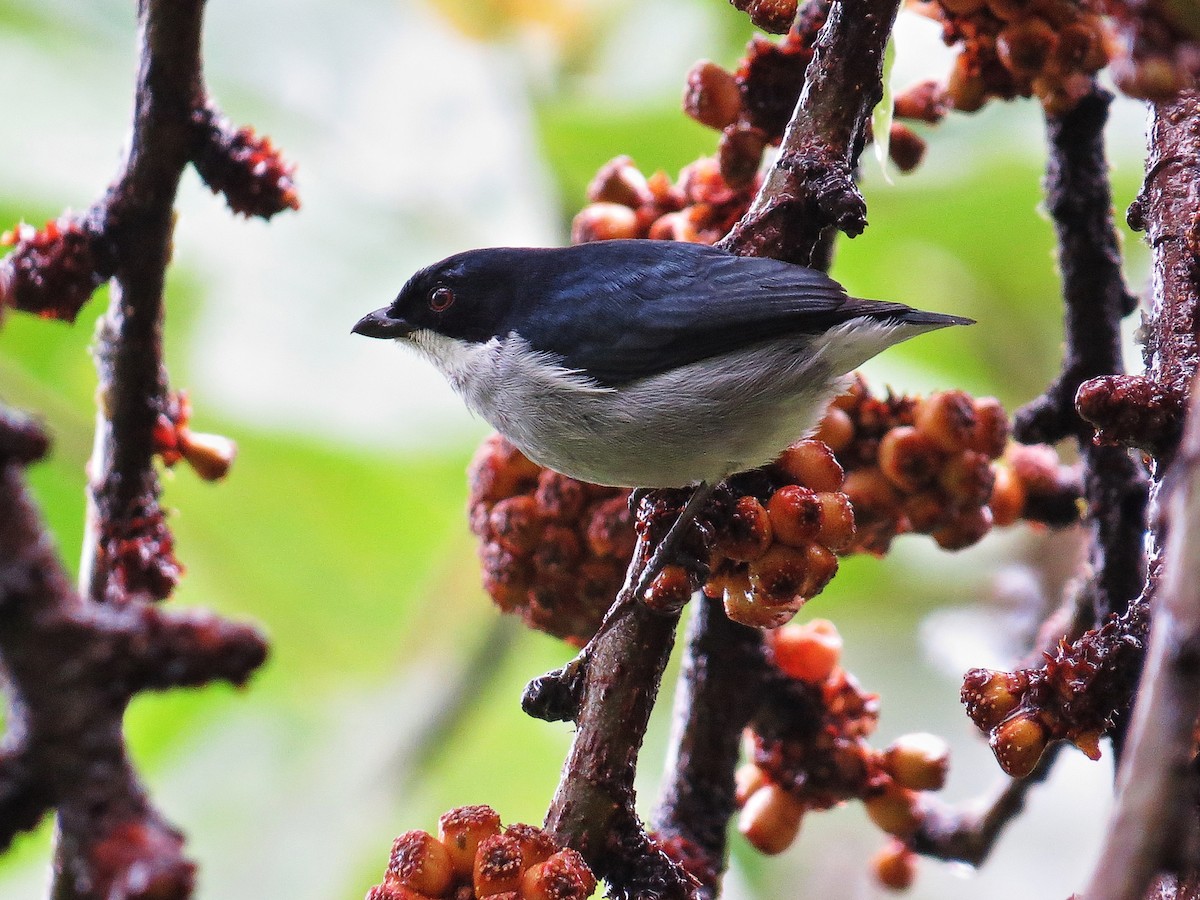 Bicolored Flowerpecker - George Inocencio