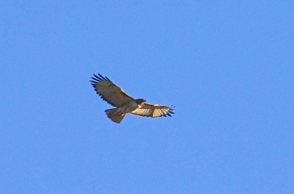 Red-tailed Hawk - ML90952901