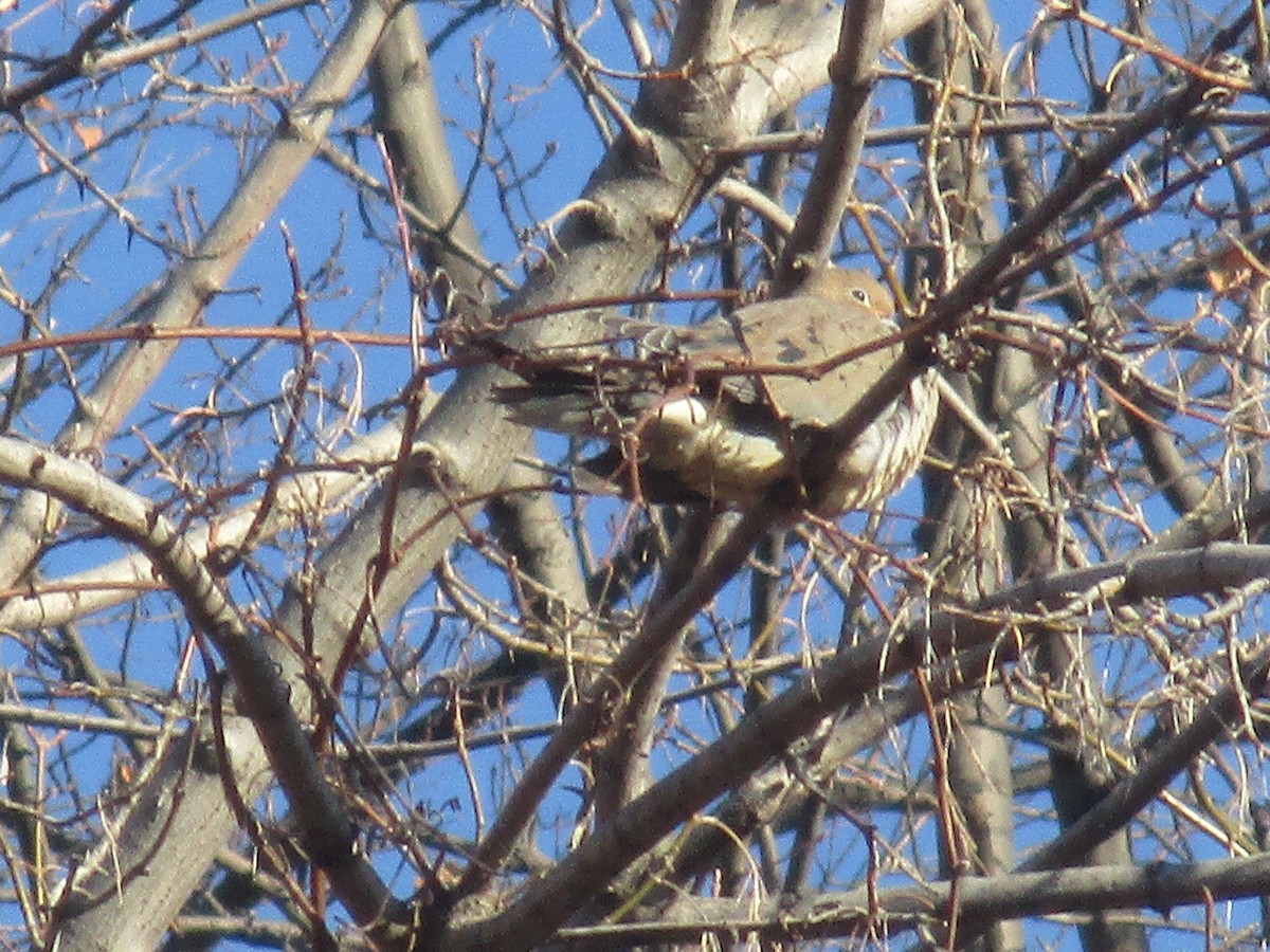 Mourning Dove - ML90954041