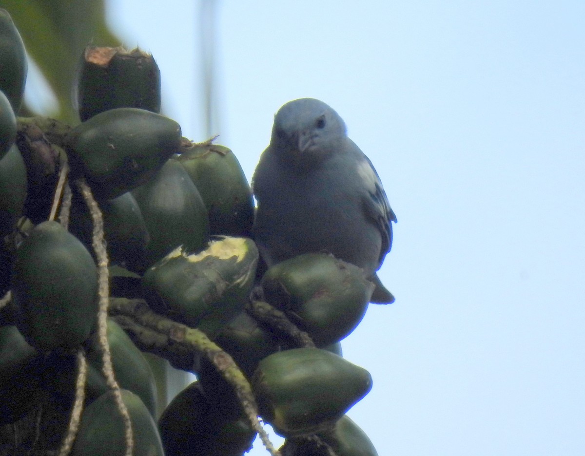 Blue-gray Tanager (White-edged) - bob butler