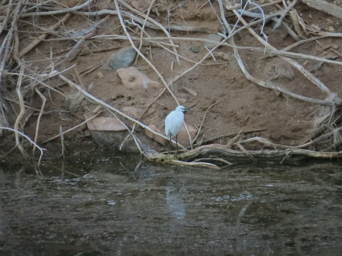 Little Egret - ML90955991