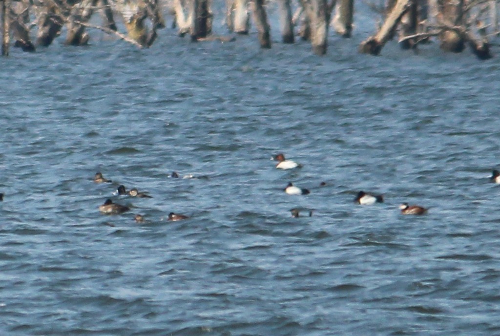 Ruddy Duck - ML90956481