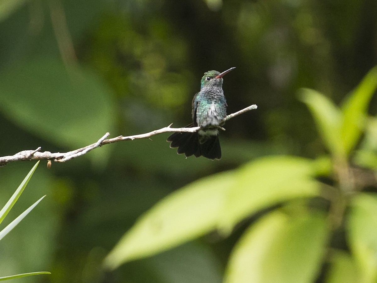 Glittering-throated Emerald - ML90959091