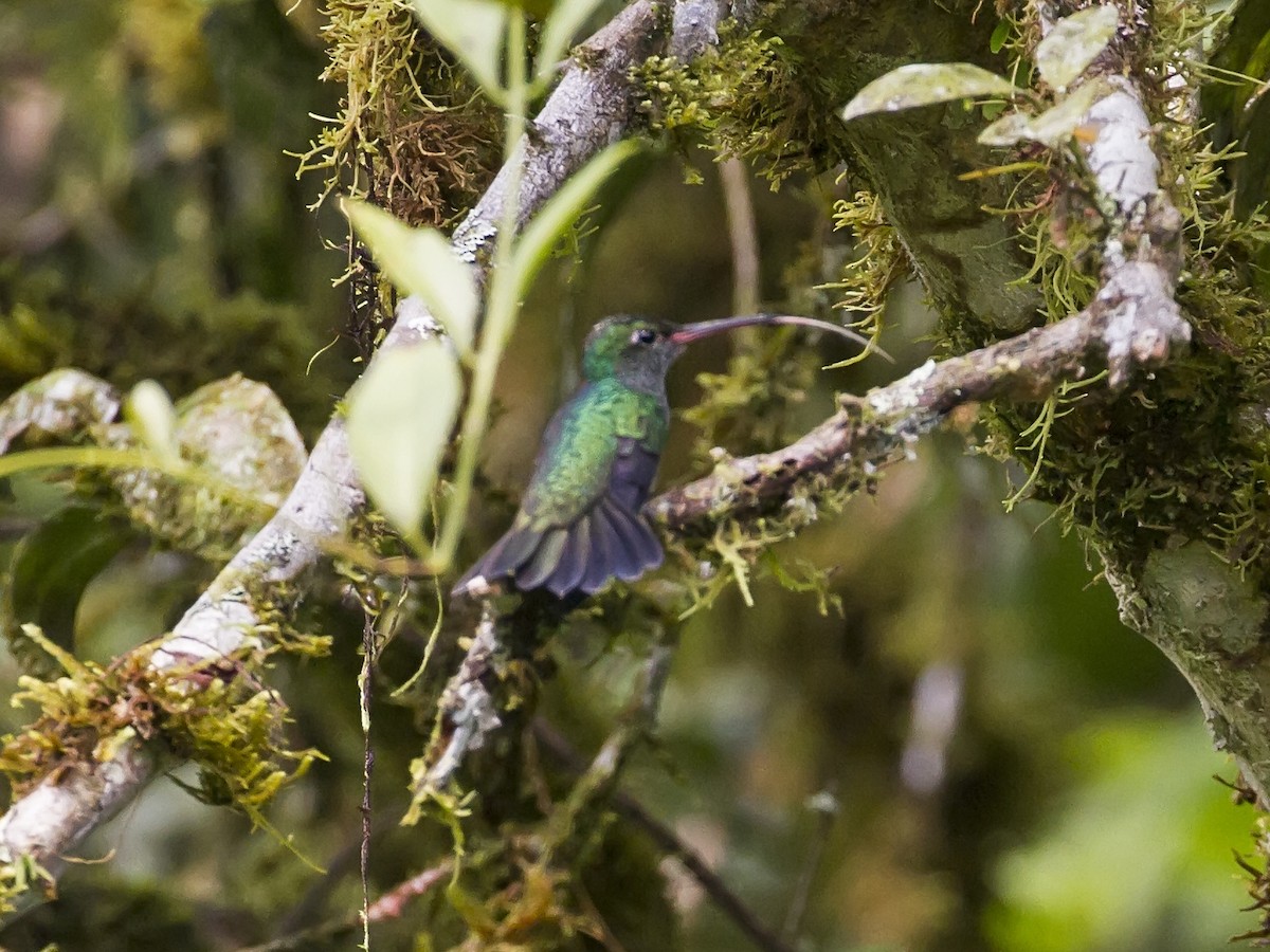 Glittering-throated Emerald - ML90959111