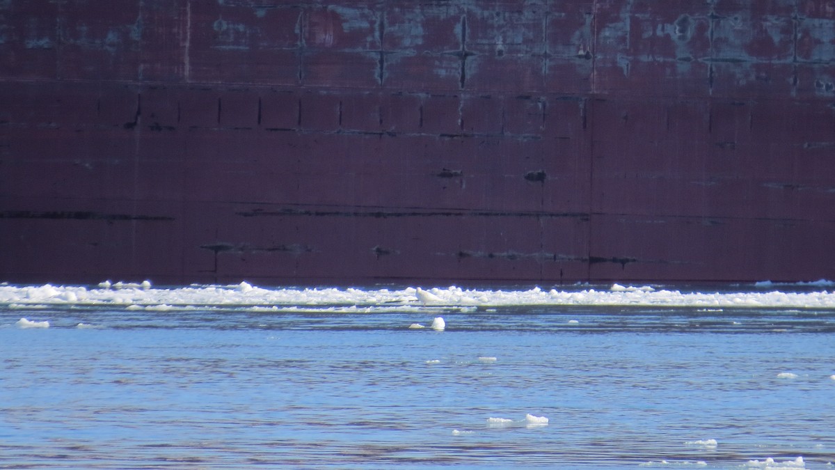 Glaucous Gull - ML90959191