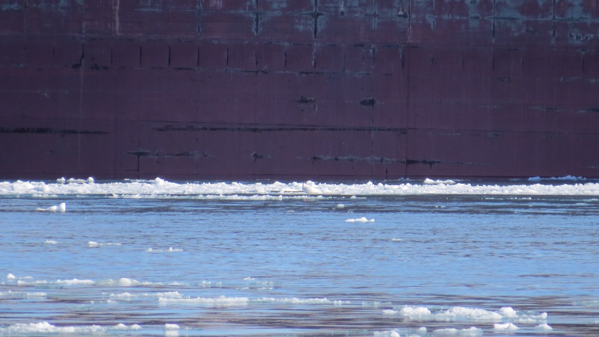 Glaucous Gull - ML90959231