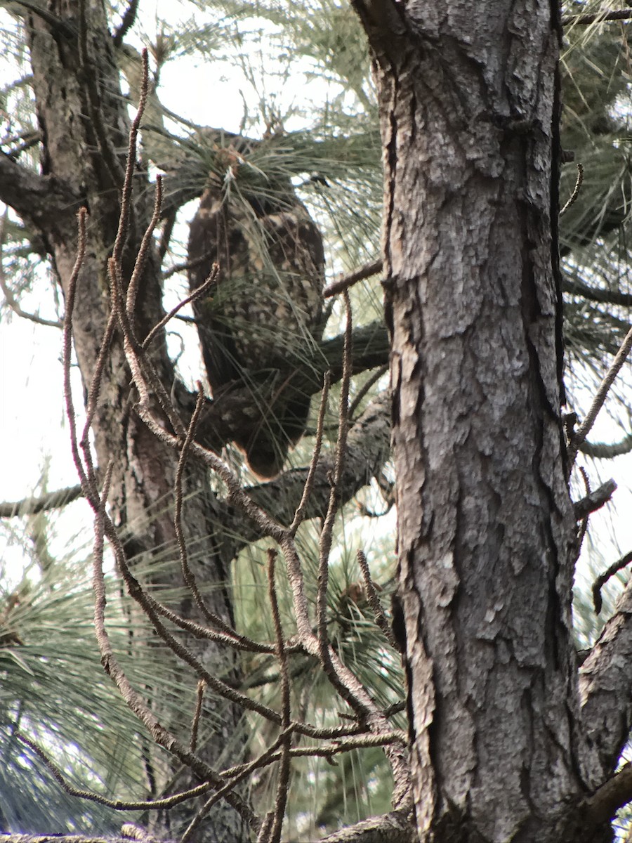 Hibou maître-bois - ML90959391