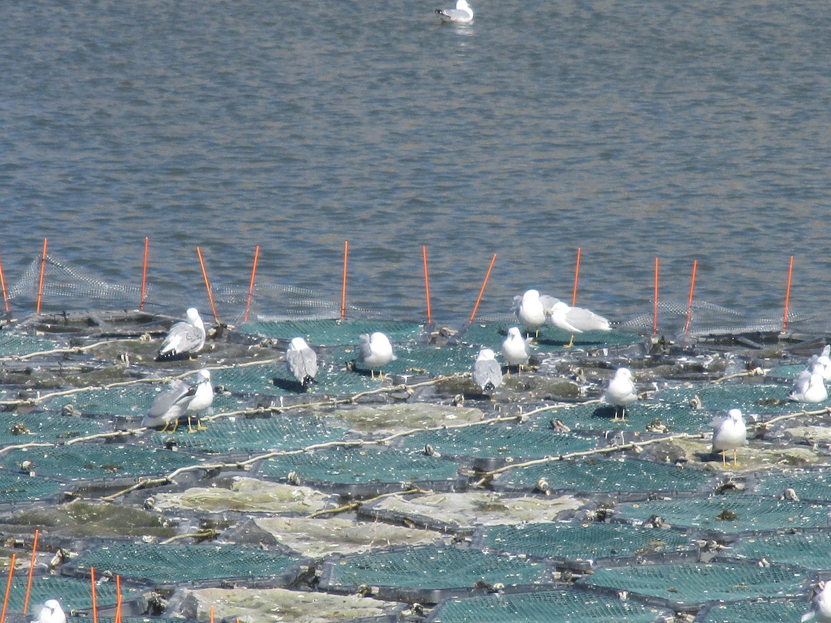 Ring-billed Gull - ML90960511