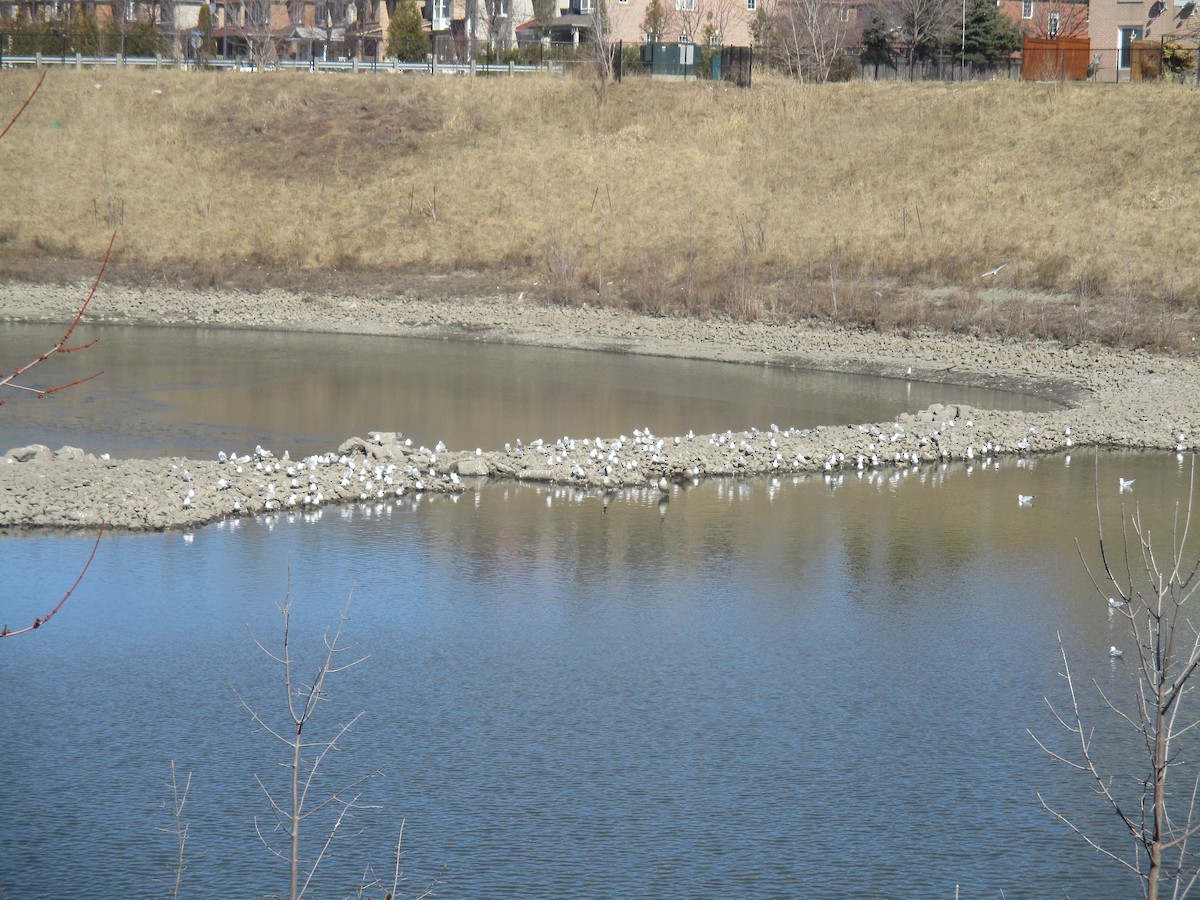 Ring-billed Gull - ML90960541