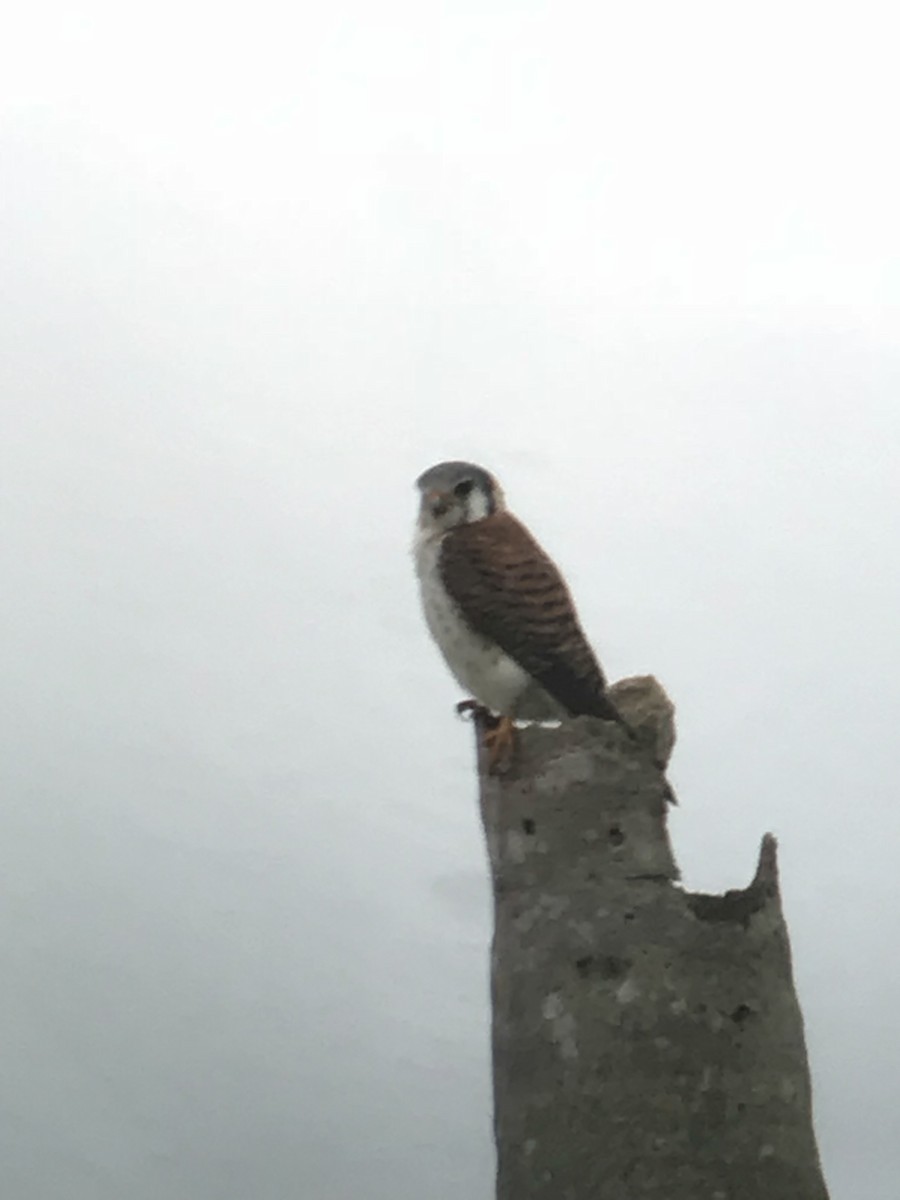 American Kestrel - ML90960661