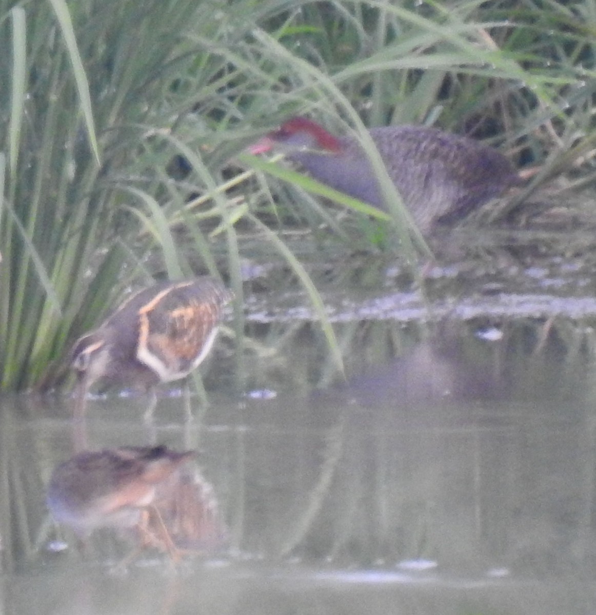 Slaty-breasted Rail - ML90961091