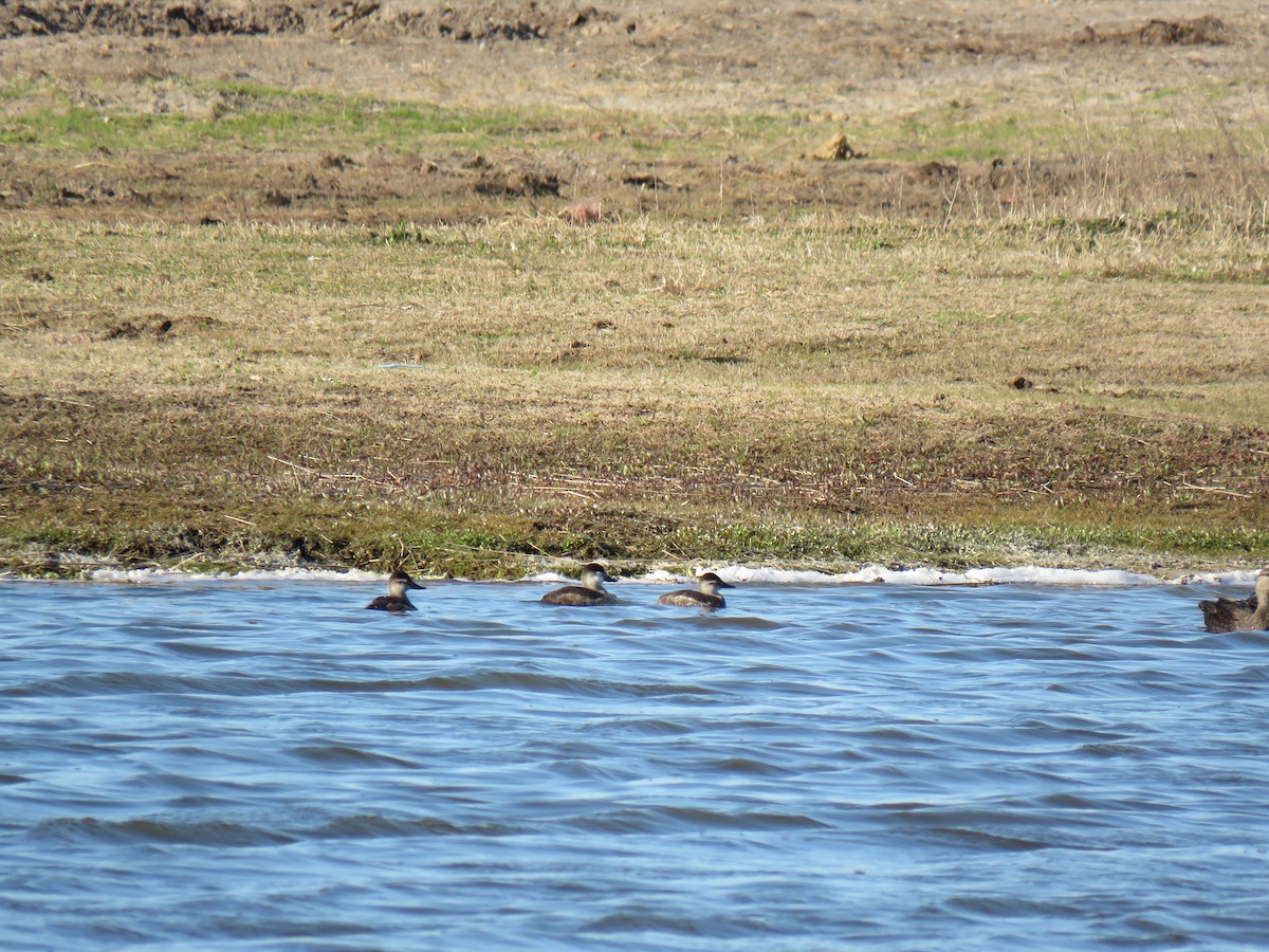 Ruddy Duck - ML90962271