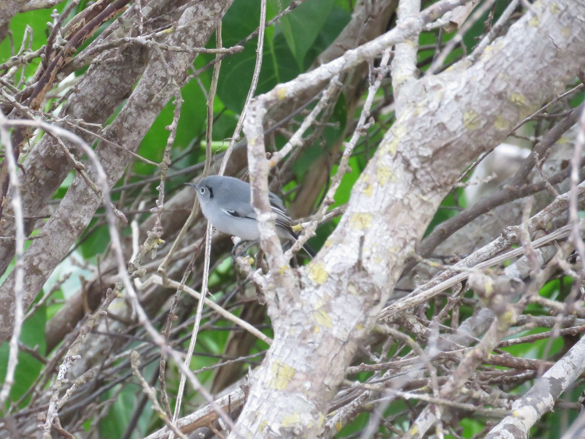 Cuban Gnatcatcher - ML90962631