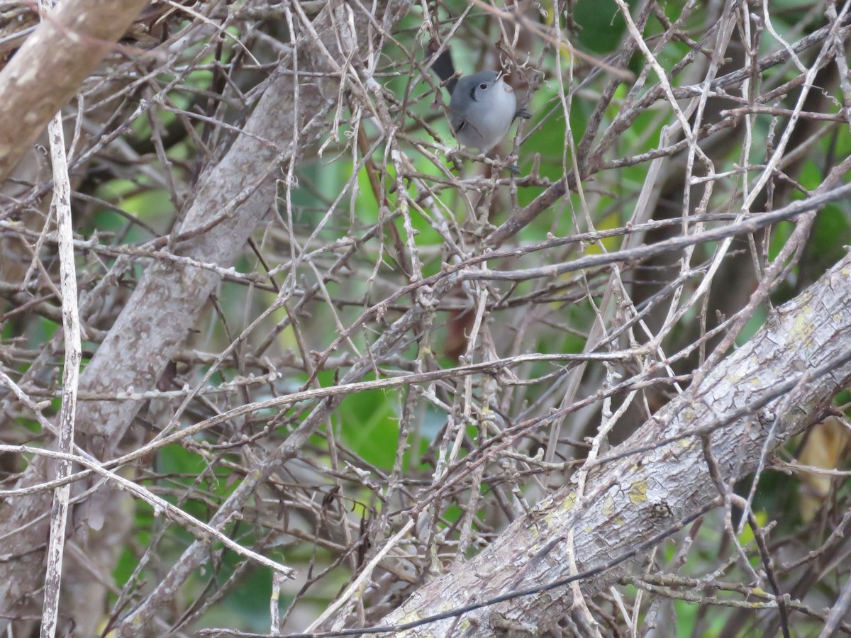 Cuban Gnatcatcher - ML90962651