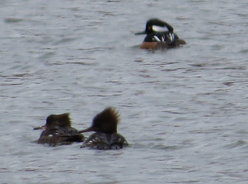 Hooded Merganser - ML90963911