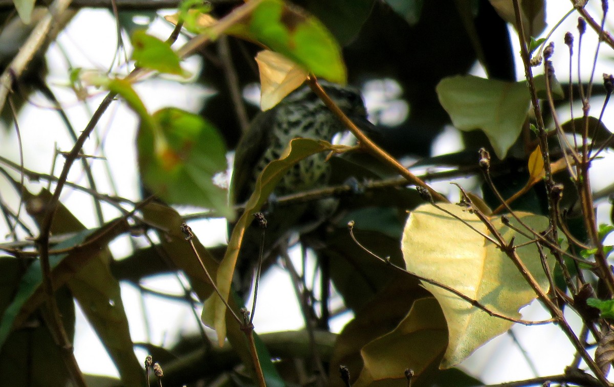 Speckled Piculet - Selvaganesh K