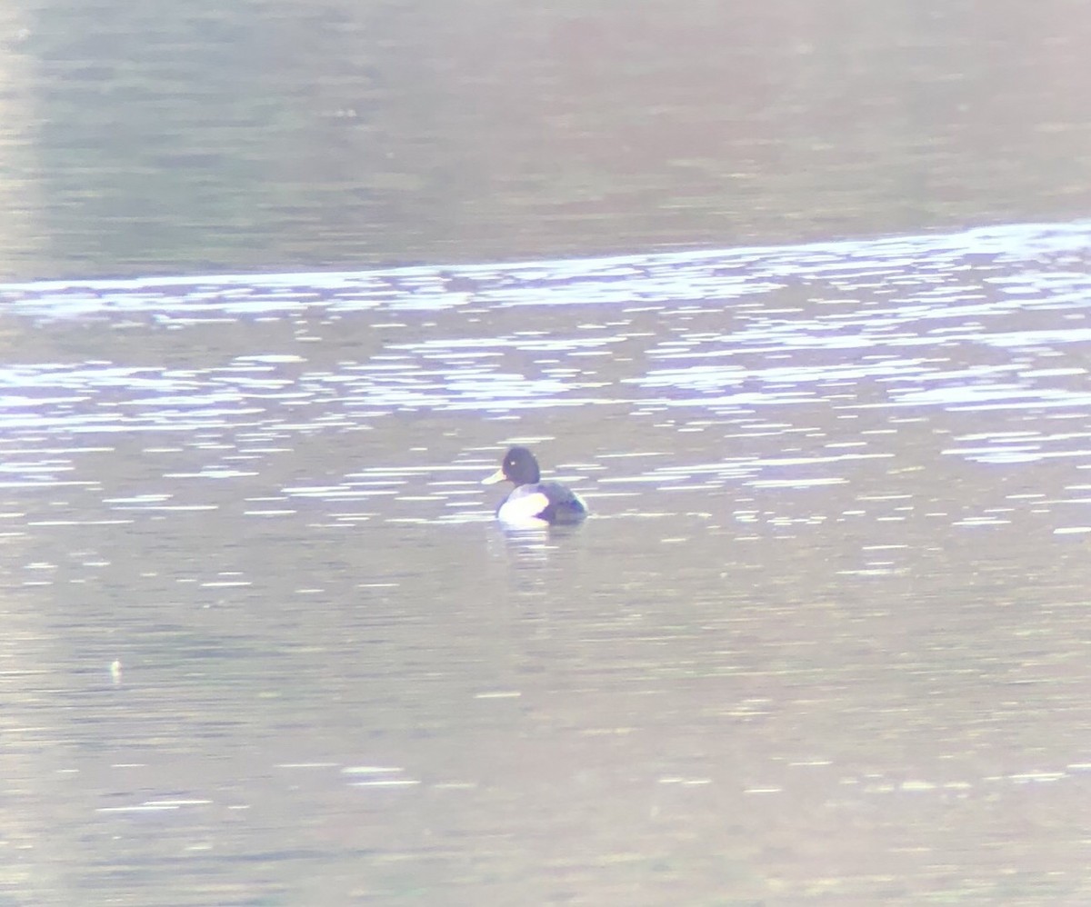 Lesser Scaup - Dylan Jackson