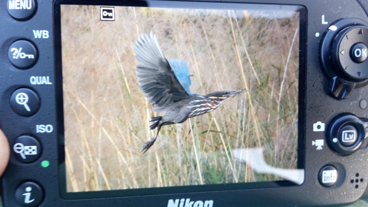 Black Bittern - ML90966041