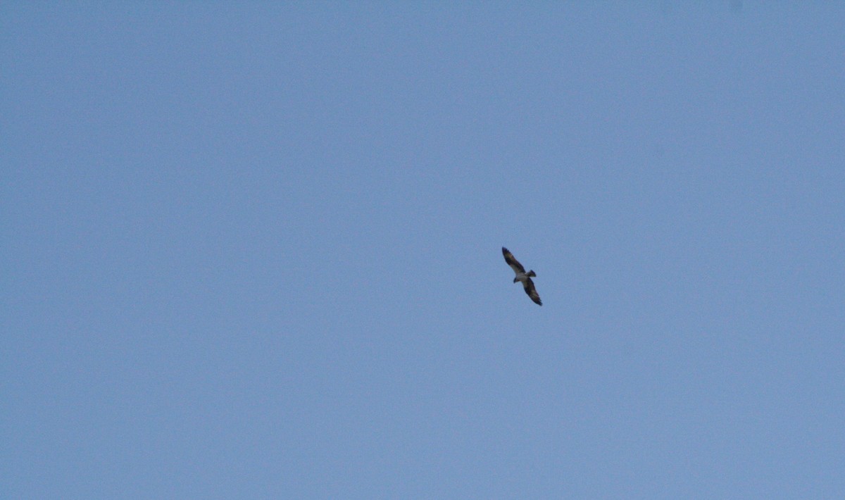 Osprey - ML90966821