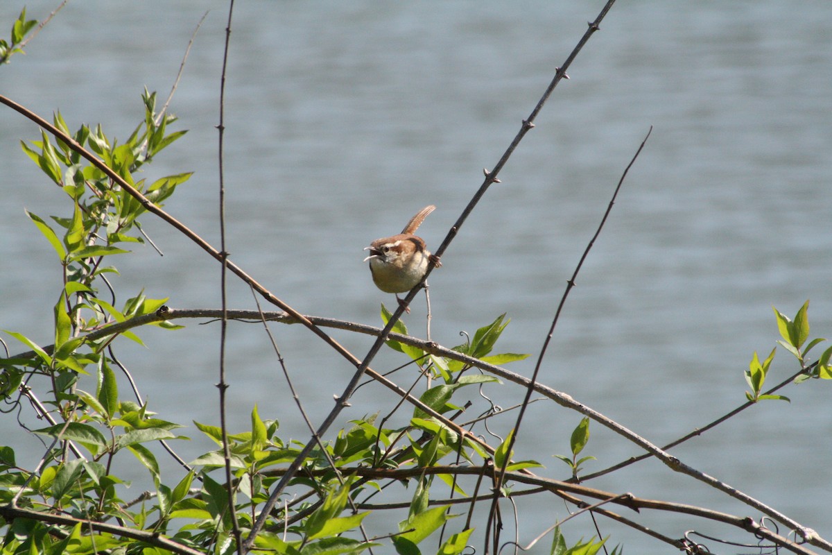 Carolina Wren - Howard Haysom