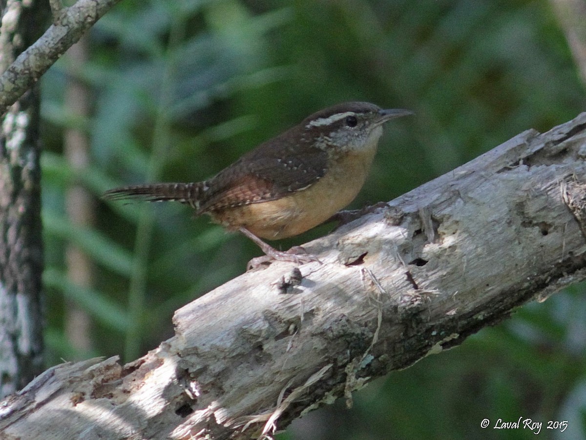 Carolina Wren - Laval Roy