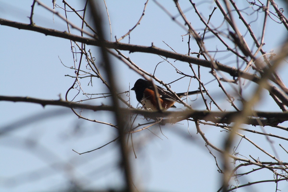 ワキアカトウヒチョウ - ML90967731