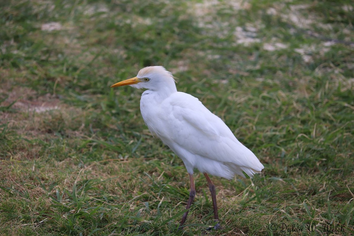 Western Cattle Egret - ML90968541