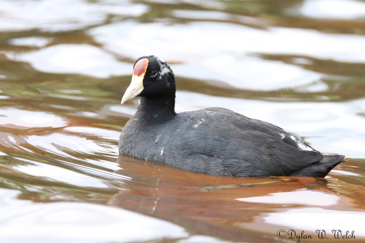 Hawaiian Coot - ML90968601