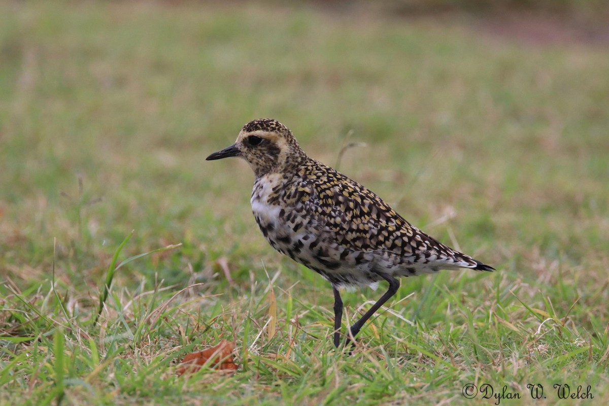 Pacific Golden-Plover - ML90968641