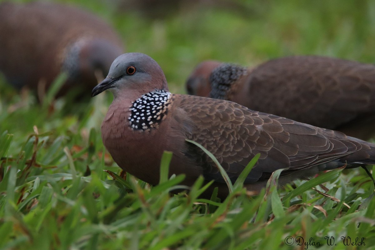 珠頸斑鳩 - ML90968681