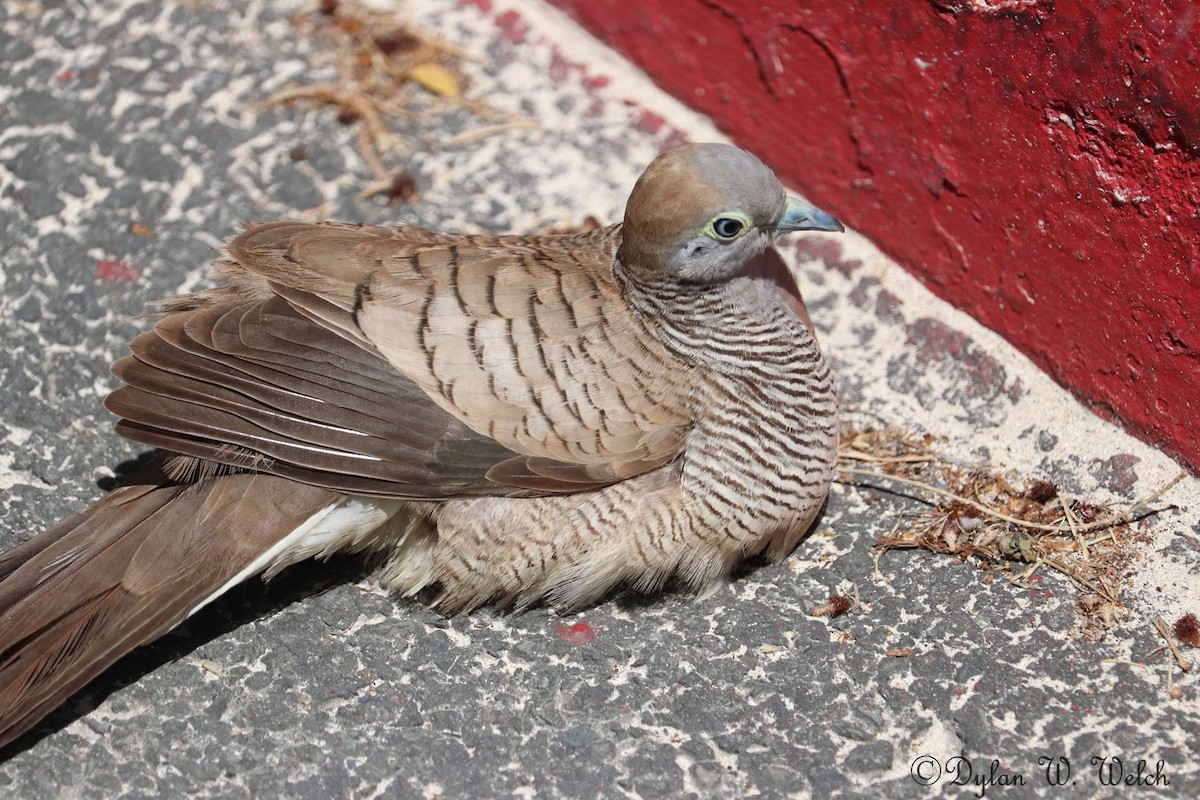 Zebra Dove - dylan welch