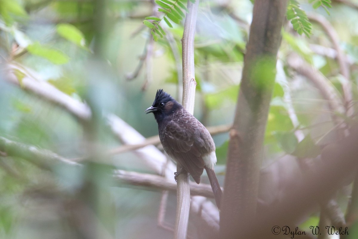 Bulbul à ventre rouge - ML90968721