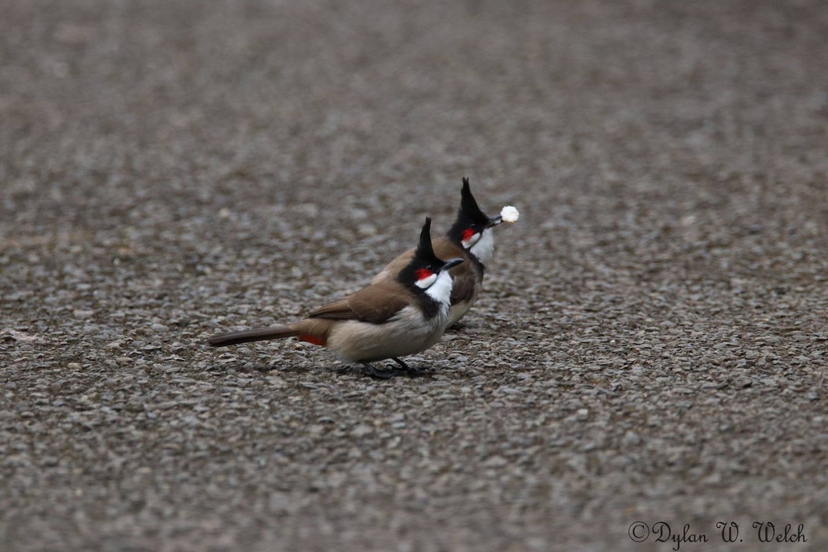 Red-whiskered Bulbul - ML90968731