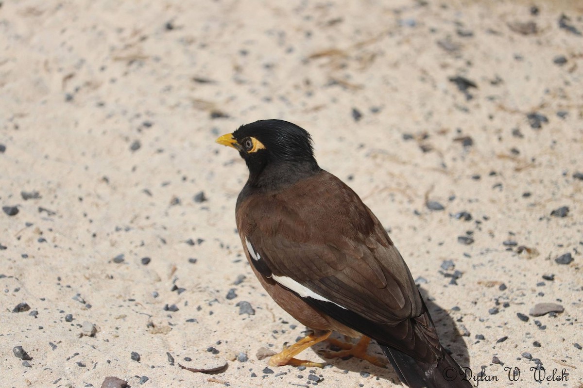 Common Myna - ML90968771