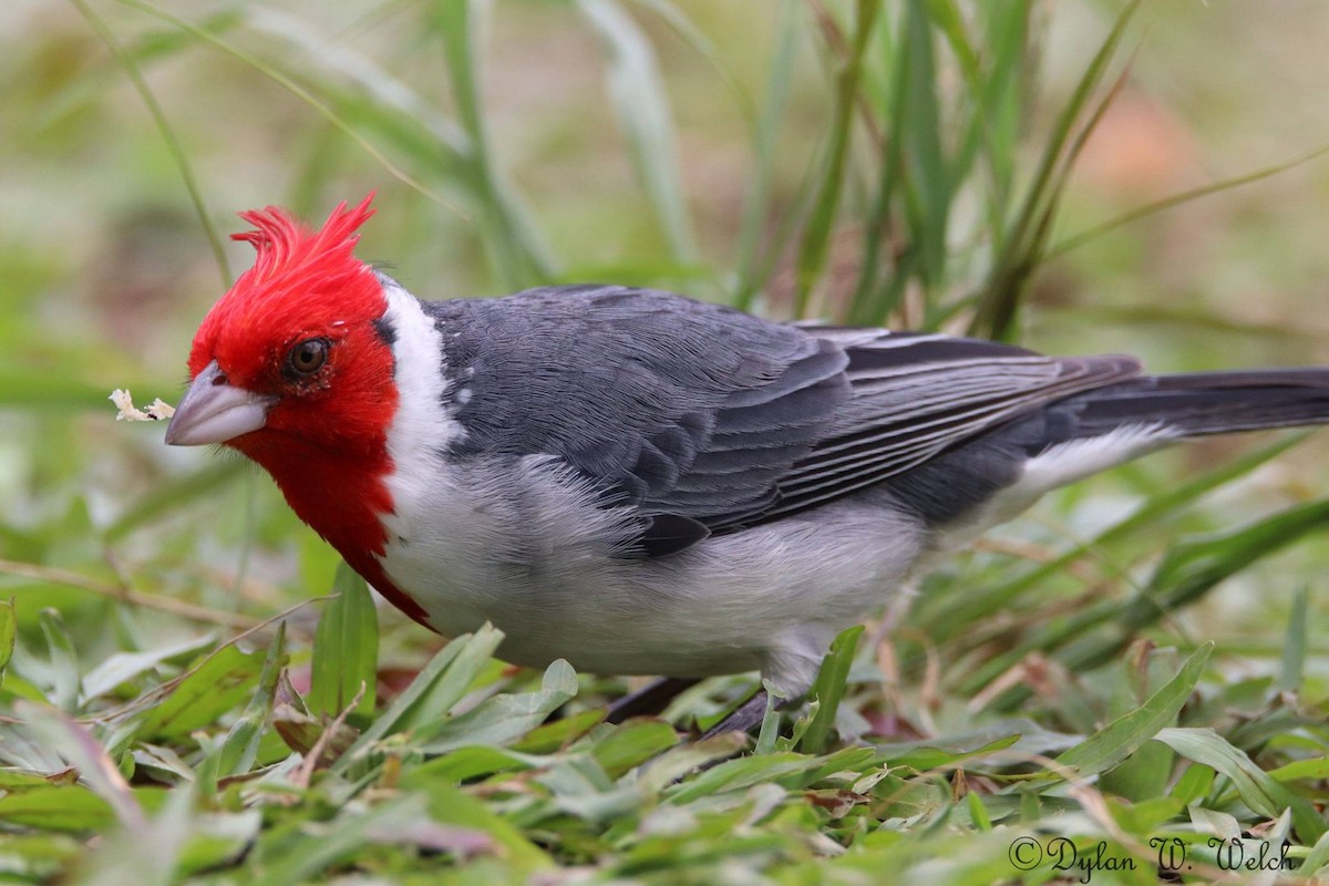 Red-crested Cardinal - ML90968831