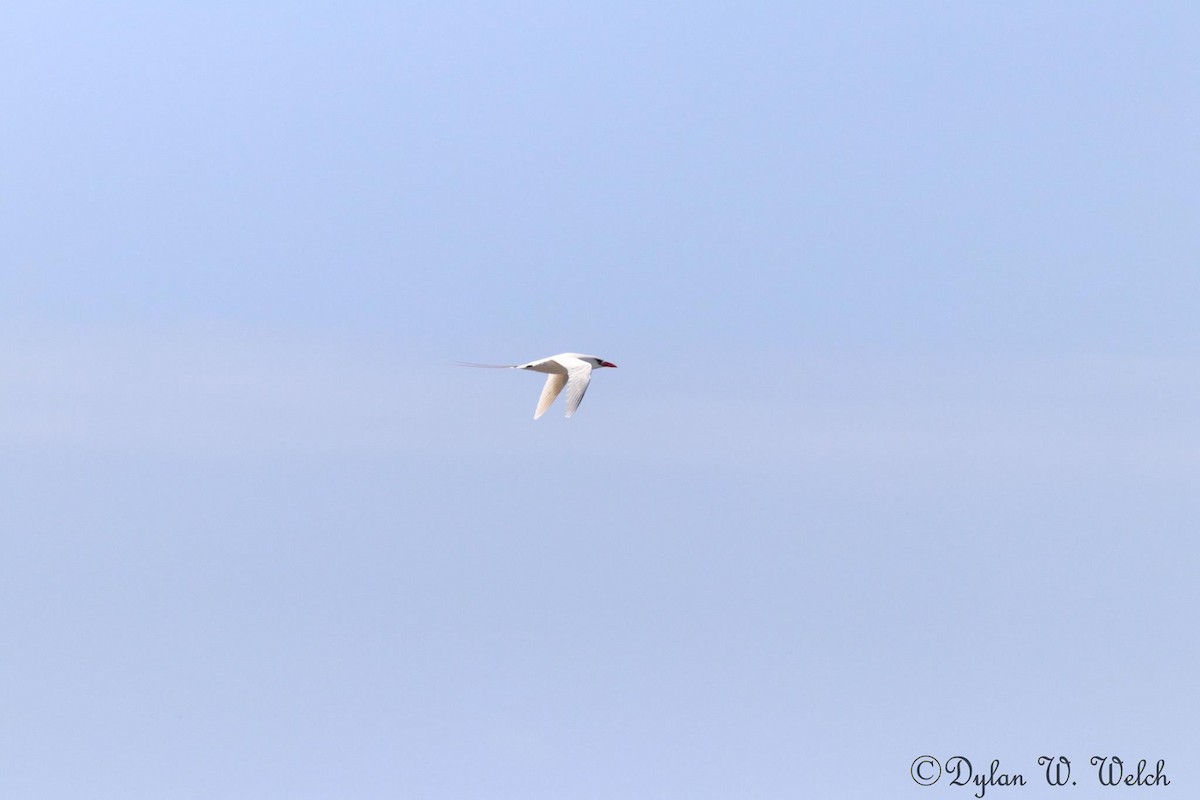 Red-tailed Tropicbird - ML90969111