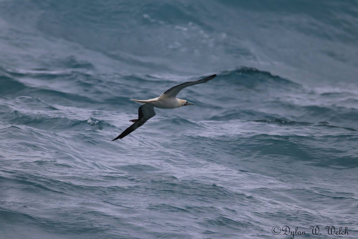 Red-footed Booby - ML90969161