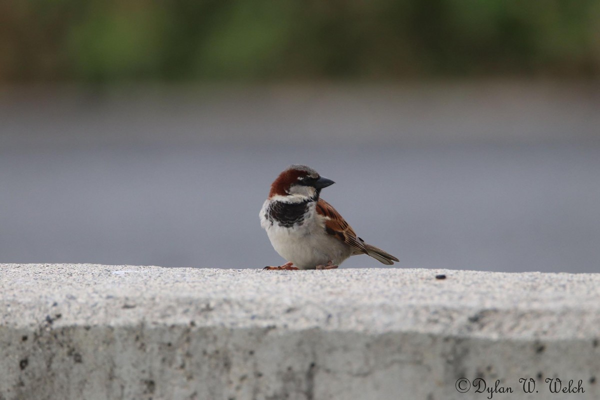 Moineau domestique - ML90969191