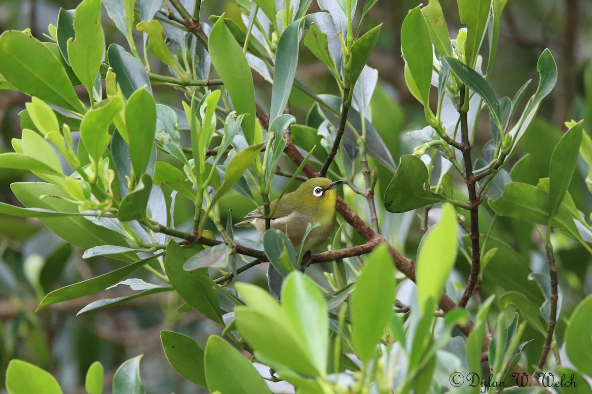 Warbling White-eye - ML90969401