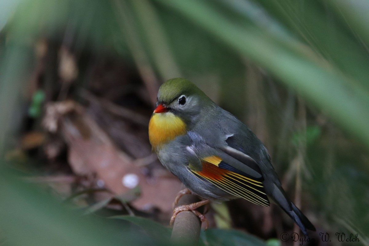 Red-billed Leiothrix - ML90969641