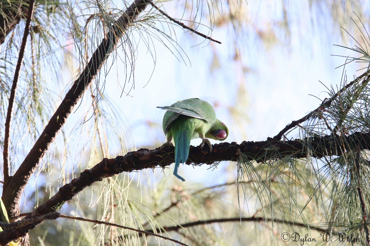 Rose-ringed Parakeet - ML90969921