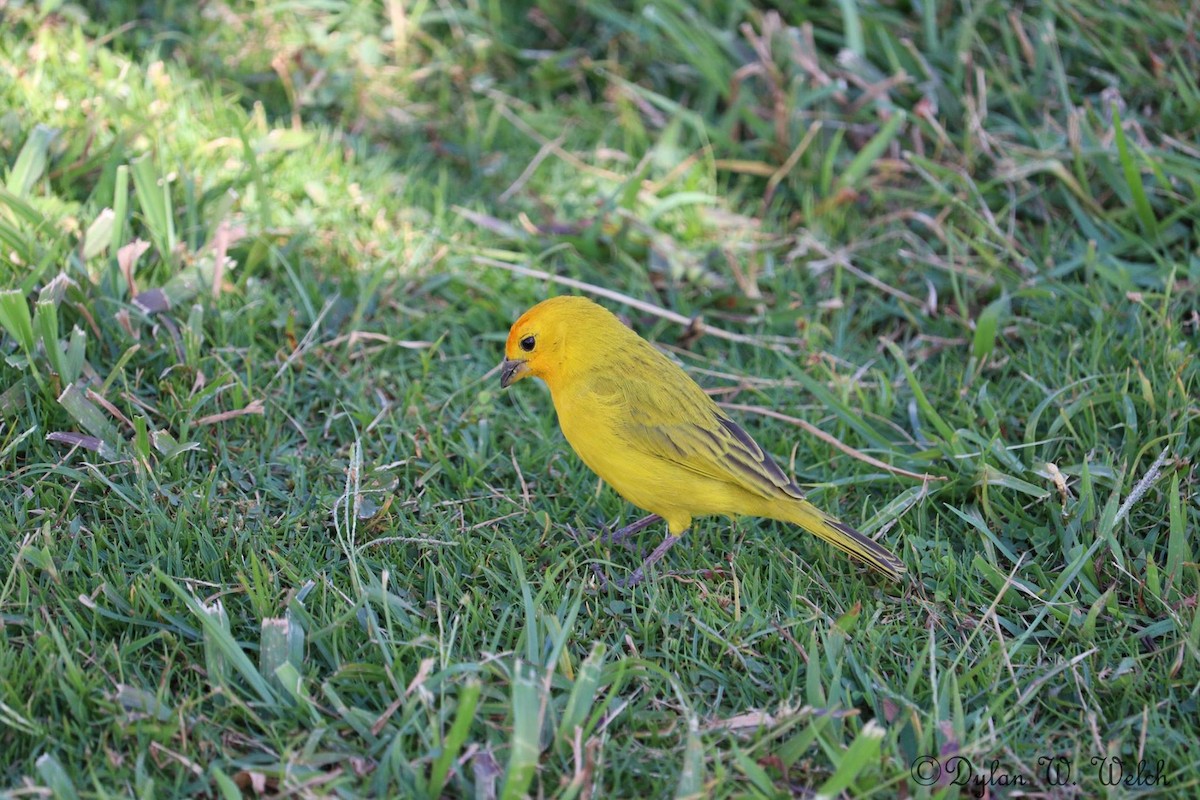 Saffron Finch - ML90970001