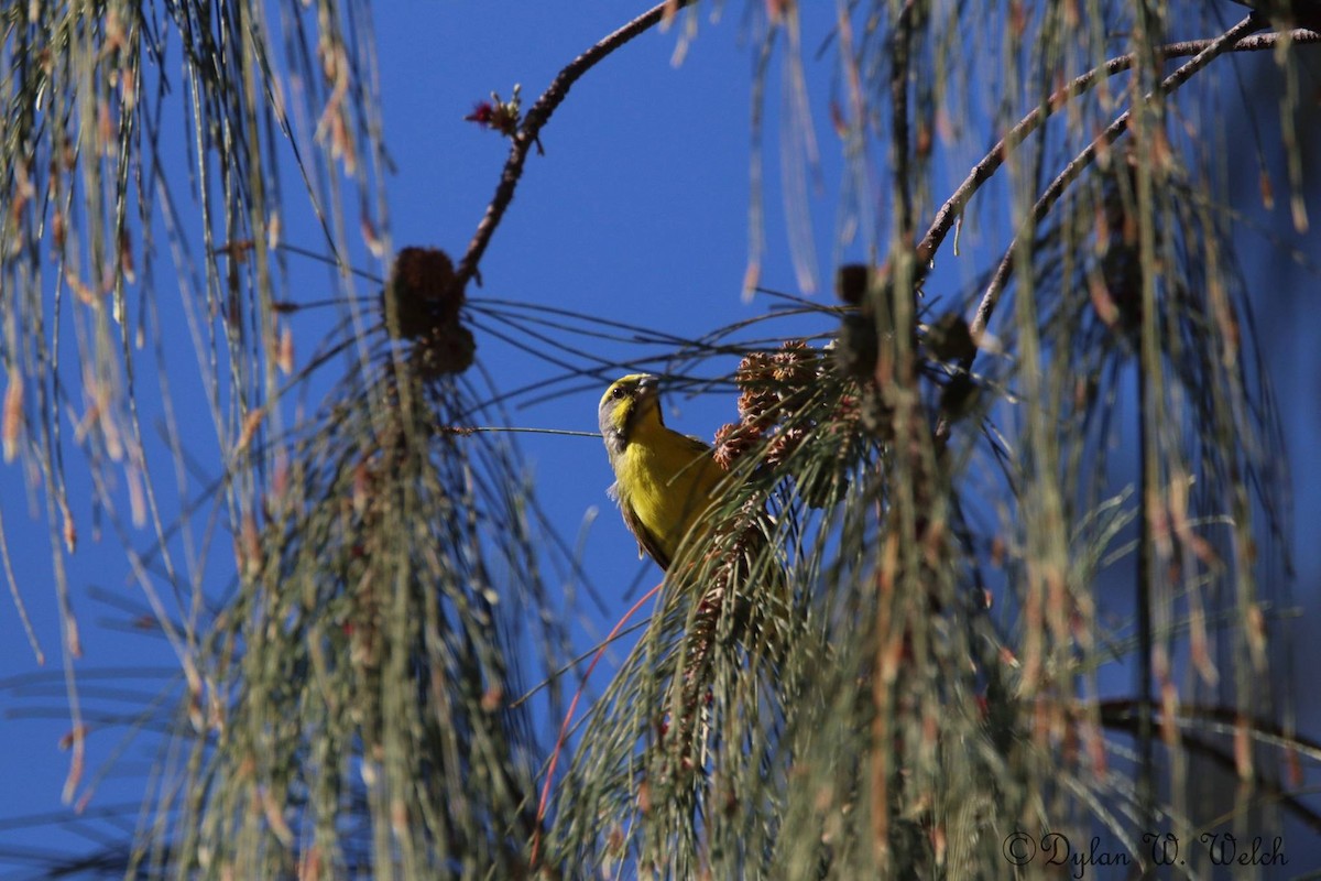 Yellow-fronted Canary - ML90970041