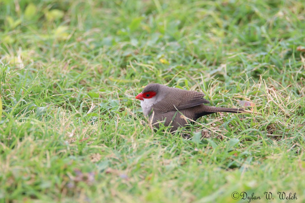 Common Waxbill - dylan welch