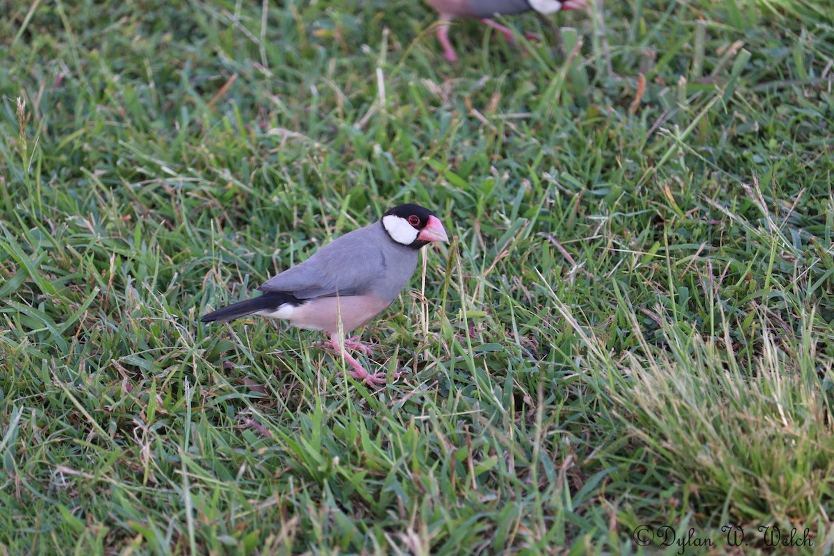 Java Sparrow - ML90970101