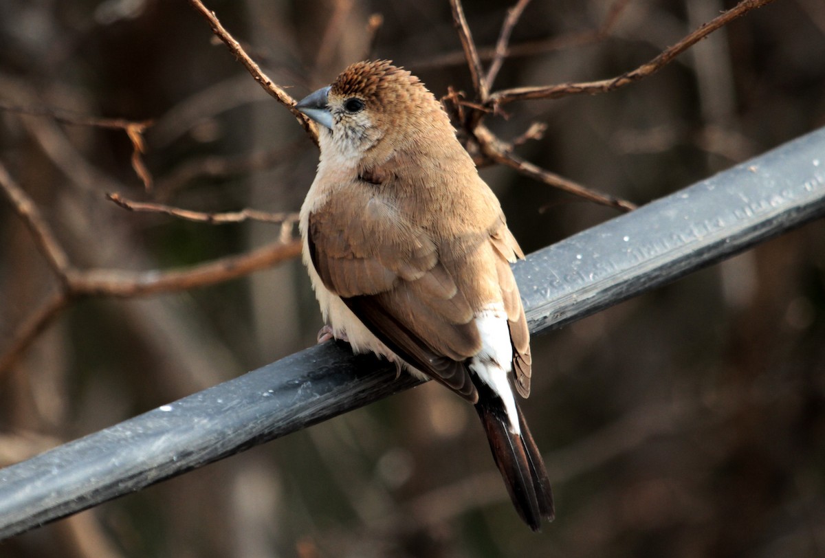 Indian Silverbill - ML90971721