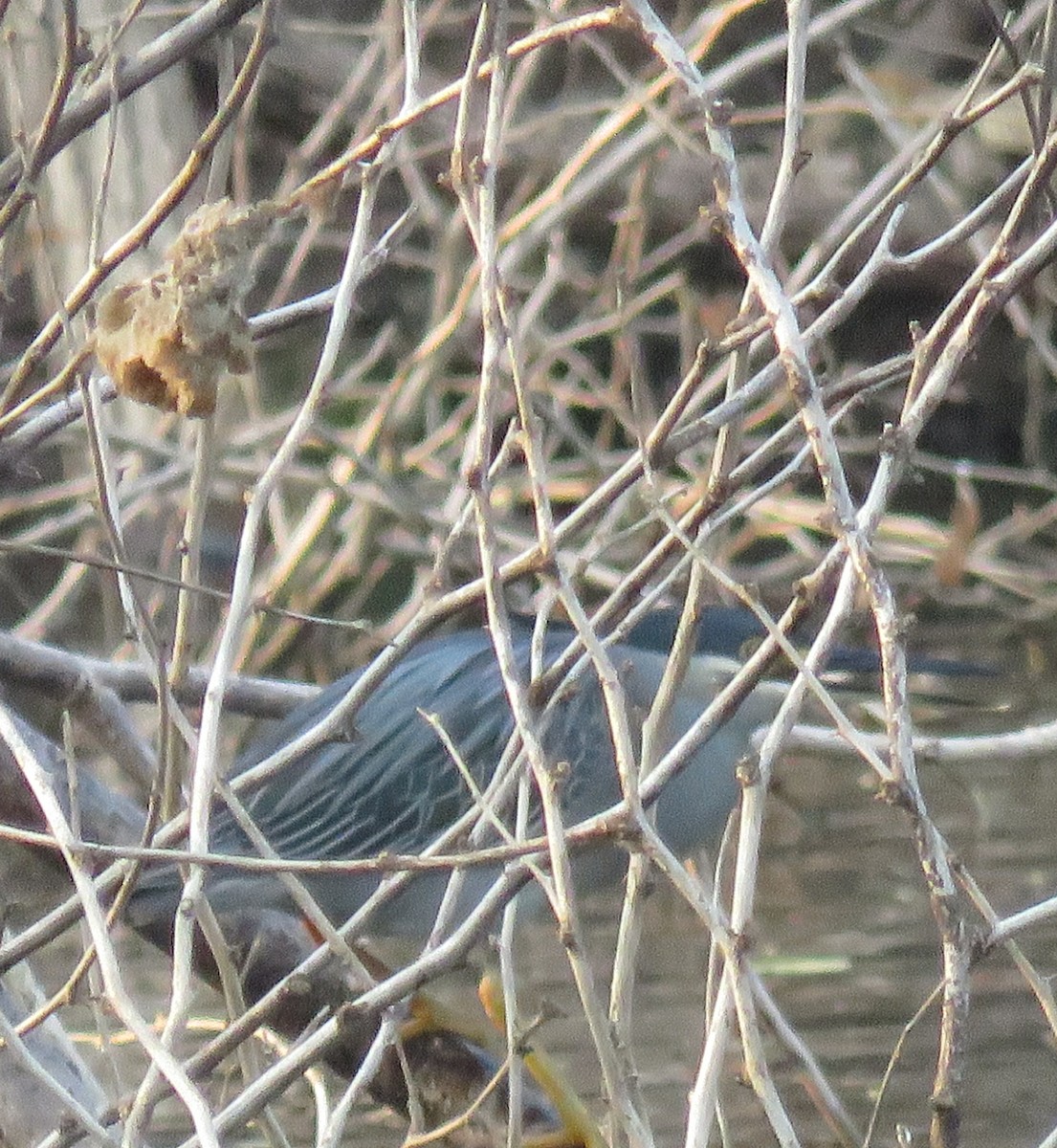 Little Heron - ML90972051