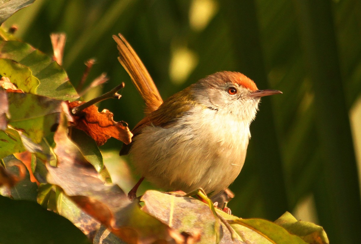 Rotstirn-Schneidervogel - ML90973751